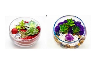 Plant Nite: Amethyst or Holiday Terrarium in Rose Bowl